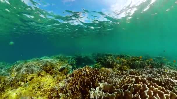 Tropik Balık Mercan Resifi Sualtı Deniz Manzarası Sualtı Yaşam Manzarası — Stok video