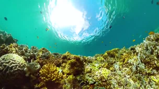 热带水下世界珊瑚花园 水下生机勃勃的鱼 海水下的绿松石 — 图库视频影像