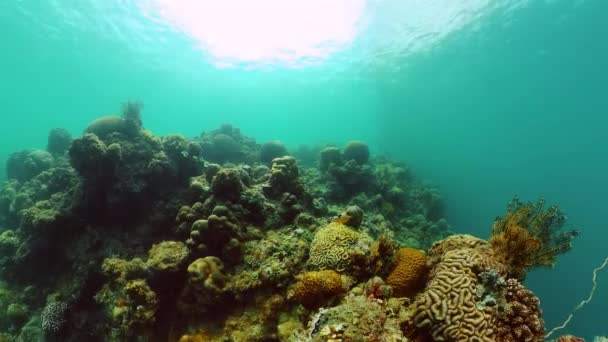 蓝海与珊瑚 水下世界 海底生物的珊瑚礁 — 图库视频影像