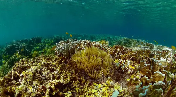 Çeşitli mercanlar ve sualtı dünyası. Deniz yaşamı, tropikal balıklar.