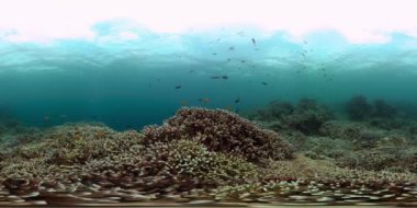 Taşlı mercan bahçeli su altı sahnesi. Denizin altındaki tropik balıklar. Sanal Gerçeklik.