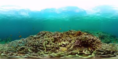 Renkli mercan resifleri ve denizin altında güzel balıklar. Sualtı dünyası geçmişi. VR 360.