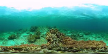 Renkli balıkların ve mercan resiflerinin olduğu sualtı dünyası. Denizin altındaki mercan bahçesi. Sanal Gerçeklik.