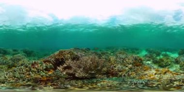 Dalış ve şnorkelle yüzme sahnesi. Renkli tropikal balık ve mercan resifi. VR 360.