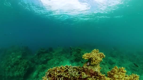 热带珊瑚礁和五彩斑斓的鱼水下生活景观 — 图库视频影像