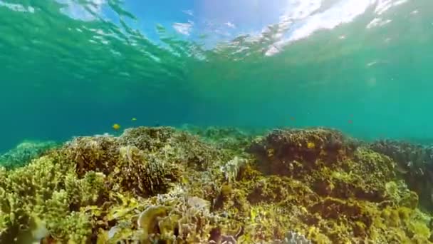 Corallo Paesaggio Subacqueo Pesci Barriere Coralline Sottomarine — Video Stock