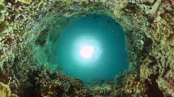 Korallrev Och Fisk Undervattensvärlden Undervattensvärlden Liv Landskap — Stockvideo