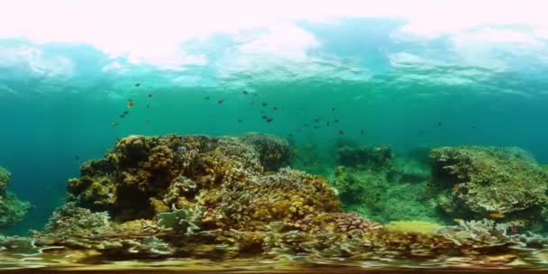 美丽的水下世界 珊瑚礁和水下五彩斑斓的鱼 360 — 图库视频影像
