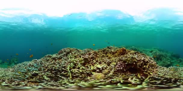 Красочные Коралловые Рифы Красивые Рыбы Морем Подводный Мир Фон 360 — стоковое видео