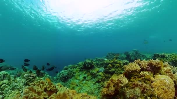 Bellissimo Pesce Tropicale Morbida Barriera Corallina Immersioni Snorkeling Scena — Video Stock
