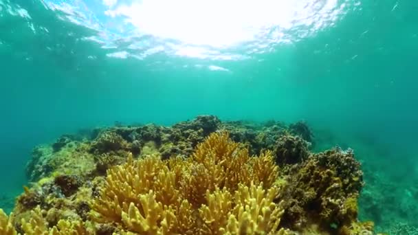 Récifs Coralliens Sous Mer Monde Sous Marin Avec Récif Corallien — Video