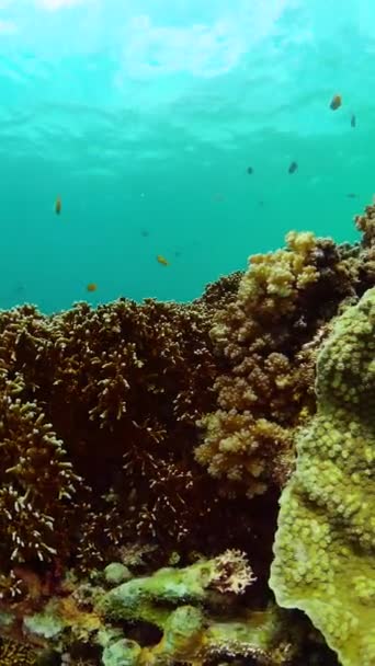 海底世界有珊瑚礁和五彩斑斓的鱼 纵向观点 — 图库视频影像