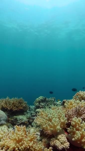 Paisagem Submarina Coral Duro Peixes Recifes Coral Debaixo Mar Vista — Vídeo de Stock