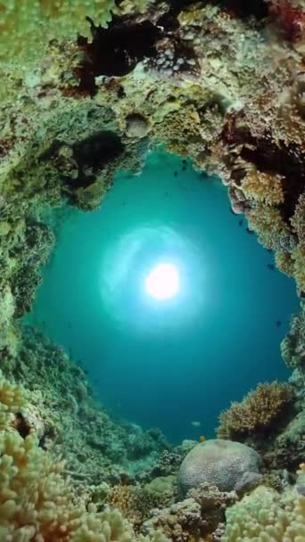 Dalış Şnorkelle Yüzme Sahnesi Renkli Tropikal Balıklar Mercan Resifleri Sualtı — Stok video