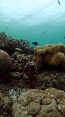 Mercan kayalıkları ve deniz tabanının altındaki tropikal balıklar. Dikey görünüm.
