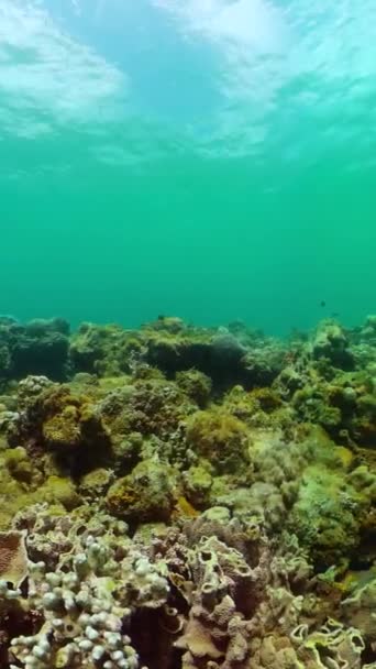 Подводный Мир Коралловым Рифом Морской Рыбой Сцена Подводной Жизни Вертикальный — стоковое видео