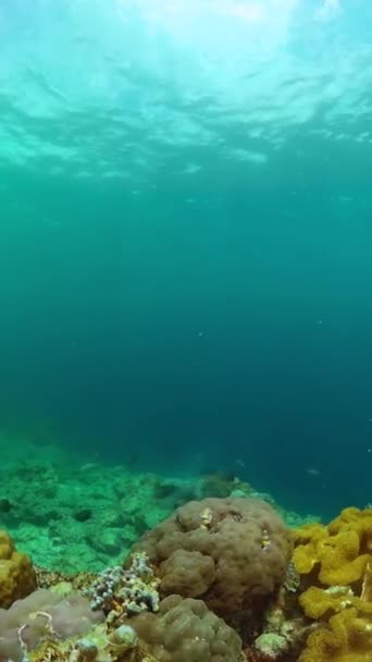 Сцена Дайвинга Подводного Плавания Красочные Тропические Рыбы Коралловый Риф Вертикальный — стоковое видео