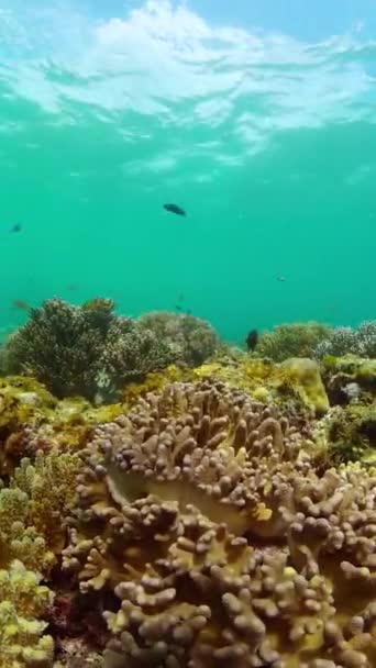 五彩斑斓的鱼和珊瑚礁热带鱼的水下生活 纵向观点 — 图库视频影像