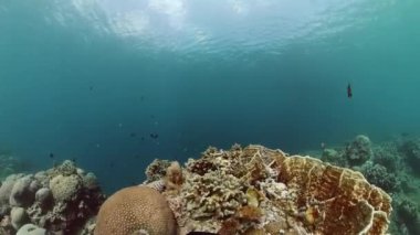 Mercan resifli ve balıklı sualtı dünyası hayatı. Deniz manzaralı hayat.