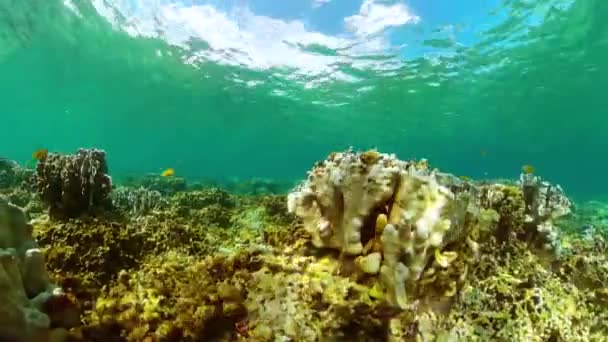 Scena Subacquea Con Giardino Corallo Pesci Tropicali Barriera Corallina — Video Stock