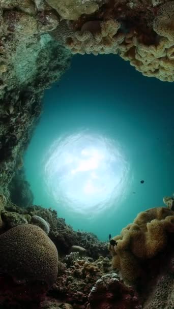 有热带鱼类和珊瑚礁的水下景观 纵向观点 — 图库视频影像