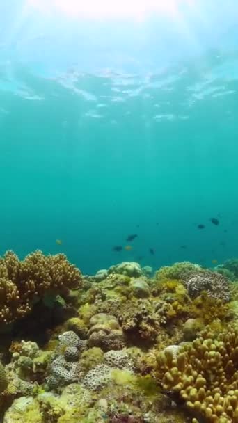热带鱼和海底石质珊瑚礁 水下背景 纵向观点 — 图库视频影像