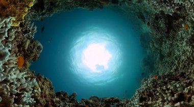 Mercan sualtı sahnesi. Denizin altında balık ve mercan resifleri.