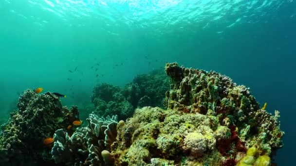 Paisagem Subaquática Com Peixes Tropicais Recifes Coral — Vídeo de Stock