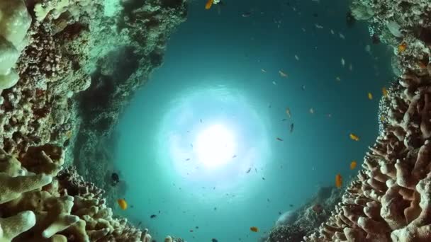 サンゴ礁と熱帯魚と美しい水中世界 — ストック動画