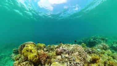 Tropik balık ve mercan, deniz altı manzarası. Mercan ve balık suyun altında..