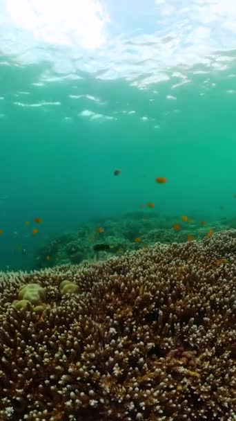 有珊瑚礁和海鱼的水下世界海底生活场景 纵向观点 — 图库视频影像
