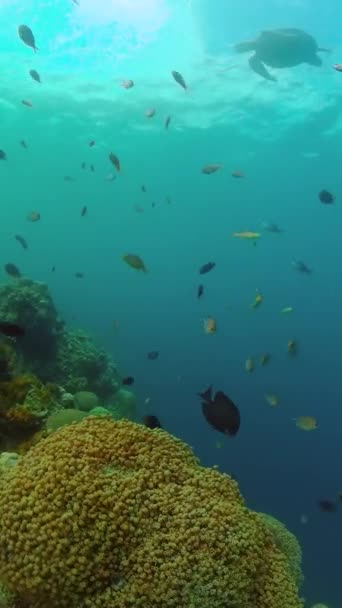 在蓝色的海面上翻滚 软而硬的珊瑚和五彩斑斓的鱼纵向观点 — 图库视频影像