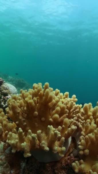 Récif Corallien Poissons Monde Sous Marin Poissons Récifs Coralliens Sous — Video