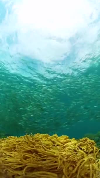 Krásná Škola Sardinek Nad Barevnými Korály Podmořský Svět Svislé Zobrazení — Stock video