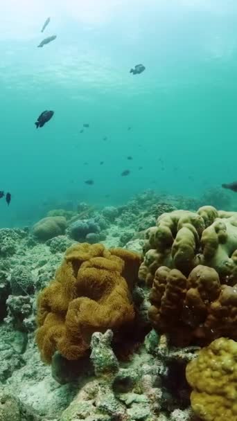 Onderwater Wereld Leven Landschap Prachtig Koraalrif Met Kleurrijke Vissen Beschermd — Stockvideo
