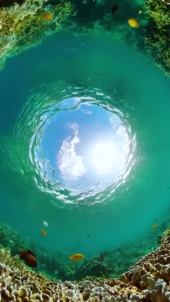 Tropik Balıklar Denizin Altındaki Sert Mercan Resifleri Sualtı Geçmişi Dikey — Stok video