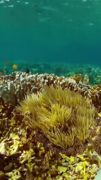 Diversi Coralli Pesci Mondo Sottomarino Vita Marina Pesci Tropicali Vista — Video Stock
