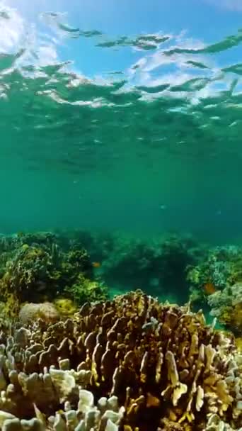 Poissons Tropicaux Récifs Coralliens Paysage Marin Sous Marin Paysage Sous — Video