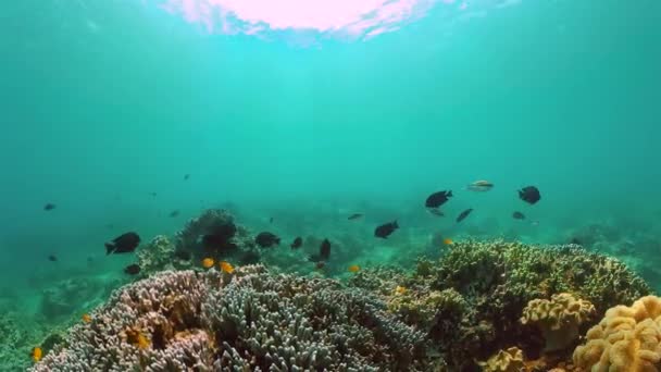 Korálové Útesy Tropické Ryby Pod Mořským Dnem Podvodní Svět Pozadí — Stock video