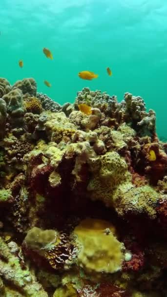 Monde Sous Marin Paysage Vie Beau Récif Corallien Avec Des — Video