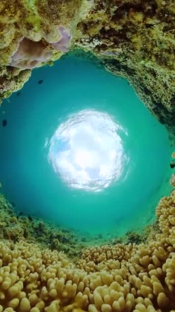 Коралловый Сад Водой Сцена Тропическими Рыбами Морская Жизнь Водой Вертикальный — стоковое видео