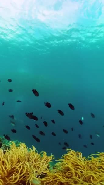 Bella Scena Coralli Scuola Sardine Barriere Coralline Tropicali Mondo Sottomarino — Video Stock