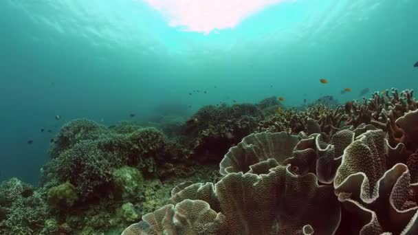 水下景致美丽的珊瑚花园 热带鱼类和珊瑚礁 — 图库视频影像