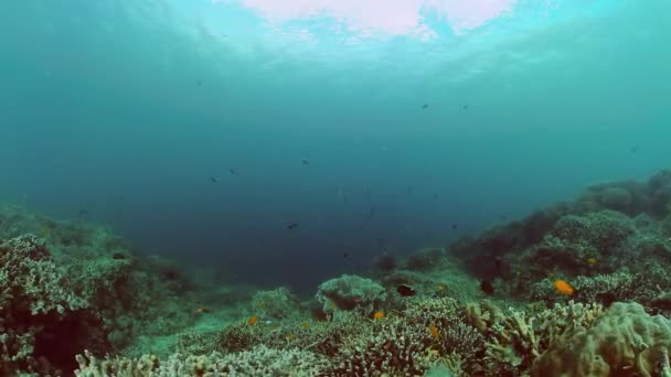 Cena Vida Subaquática Mundo Recifes Corais Peixes Tropicais — Vídeo de Stock