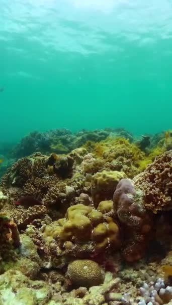 Vis Koraalriffen Onder Zee Onderwaterachtergrond Koraalrif Vis Onderwater Wereld Verticaal — Stockvideo