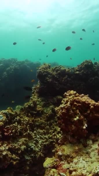 美丽的海底风景和鱼构成的硬珊瑚礁 海底世界 纵向观点 — 图库视频影像