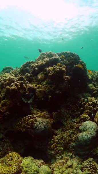 Riffen Onder Zee Onderwaterwereld Met Koralen Vissen Verticaal Overzicht — Stockvideo
