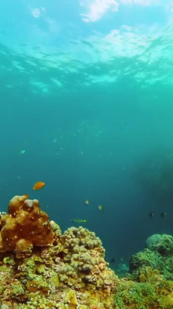 水下生活场景 沙丁鱼在海里奔跑 珊瑚在海里 纵向观点 — 图库视频影像