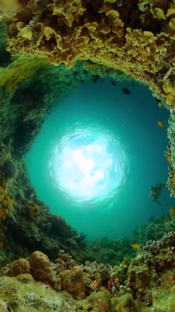 海底世界有五彩斑斓的鱼和珊瑚礁 海龟在海底 纵向观点 — 图库视频影像