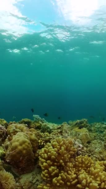 有珊瑚花园和鱼类的海豹生活景观 热带鱼和珊瑚礁水下海景纵向观点 — 图库视频影像